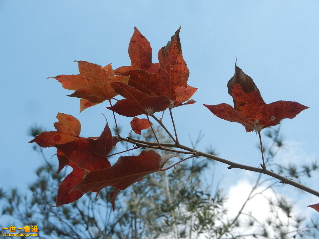 DSCN7795.JPG