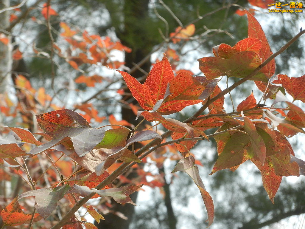 DSCN7803.JPG