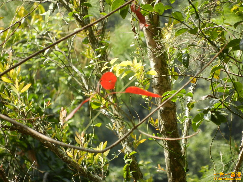 DSCN7815.JPG