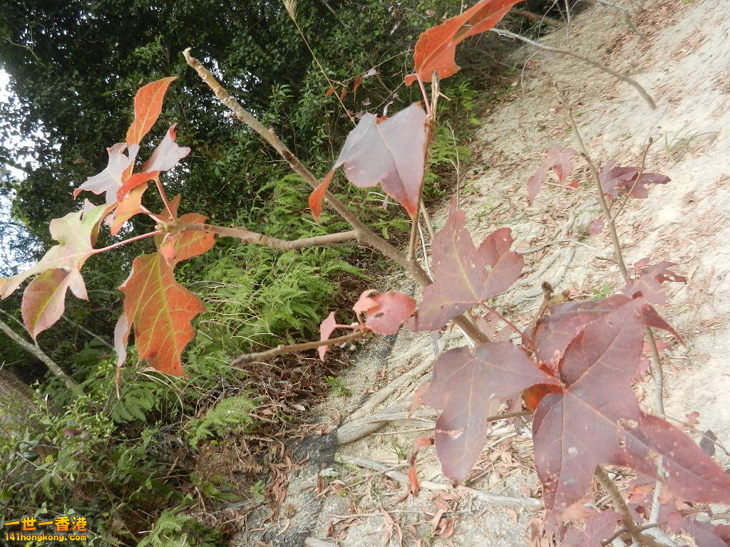 DSCN7821.JPG