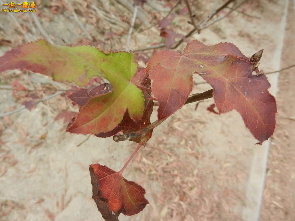 DSCN7822.JPG