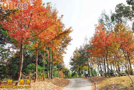 red leaf.jpg