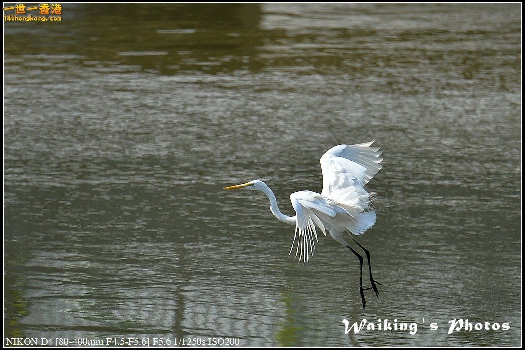DSC_1386.jpg