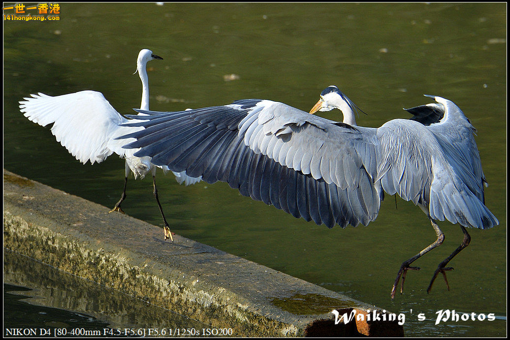 DSC_1636.jpg