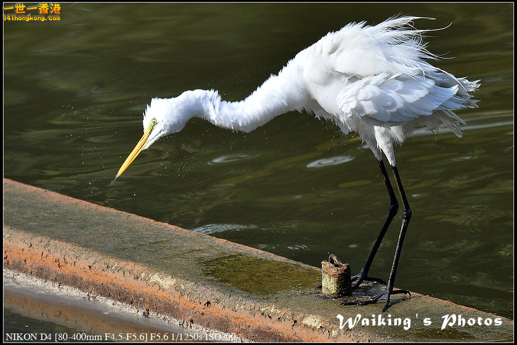 DSC_1651.jpg