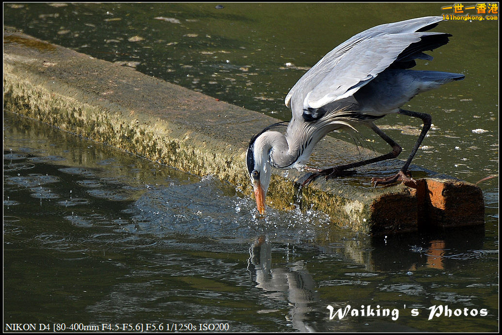 DSC_1663.jpg