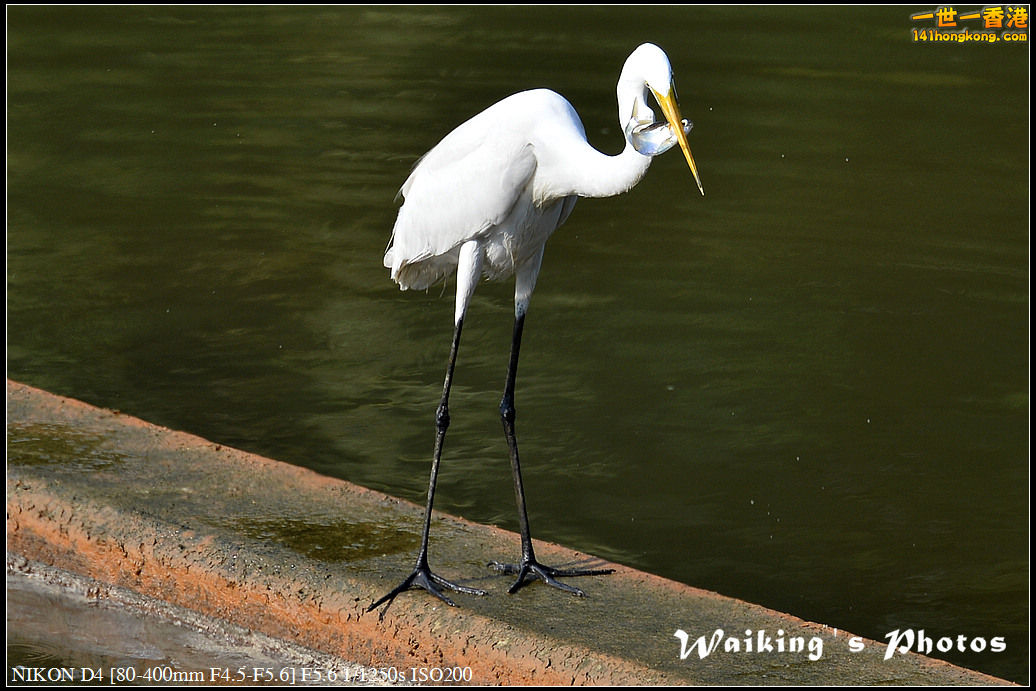 DSC_1737.jpg