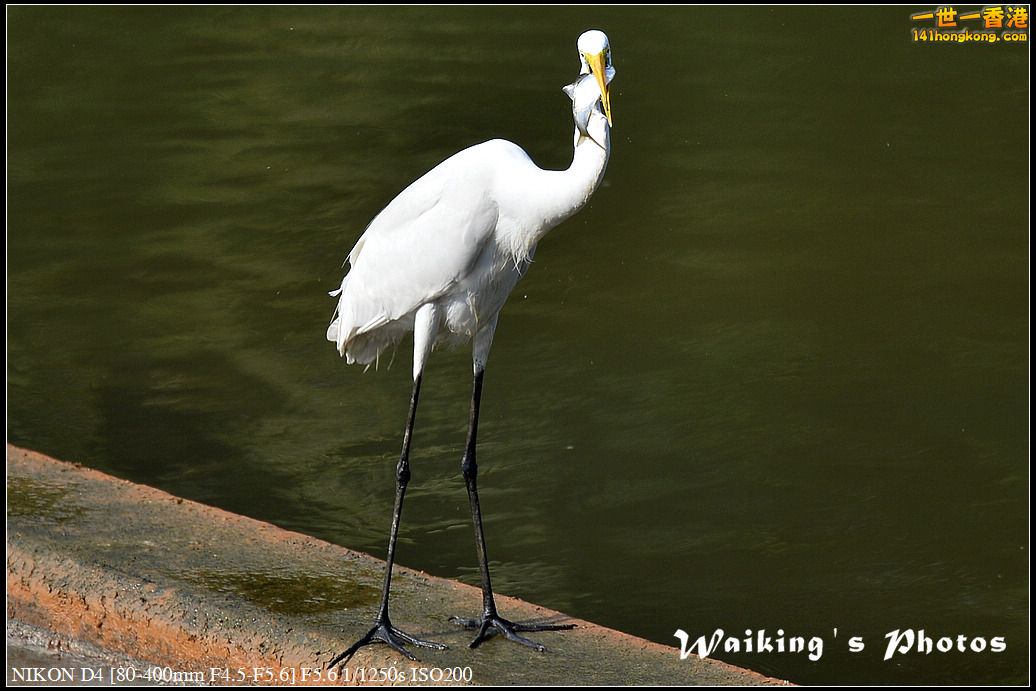 DSC_1752.jpg