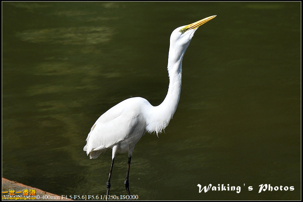 DSC_1767.jpg