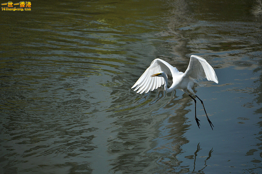 DSC_1418R.jpg