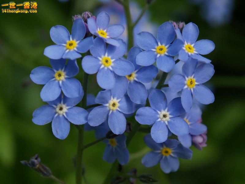 forget-me-not-3.jpg