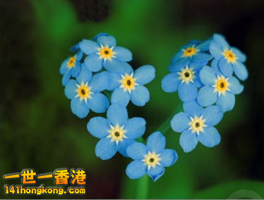 forget-me-not-4.jpg
