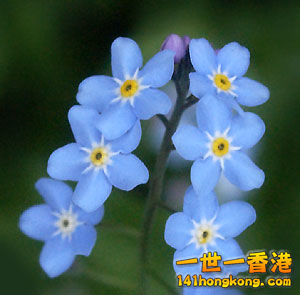 forget-me-not-5.jpg