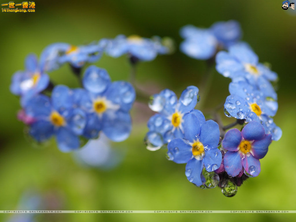 forget-me-not1.jpg