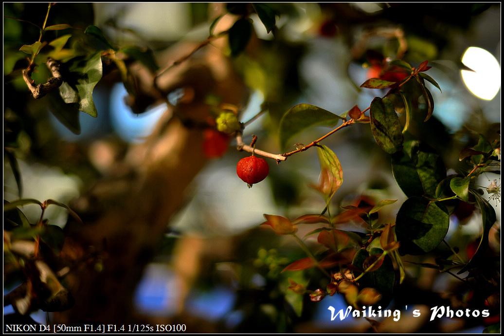 DSC_2073.jpg