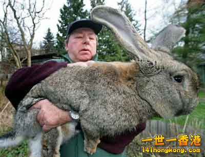 giant-rabbit2.jpg