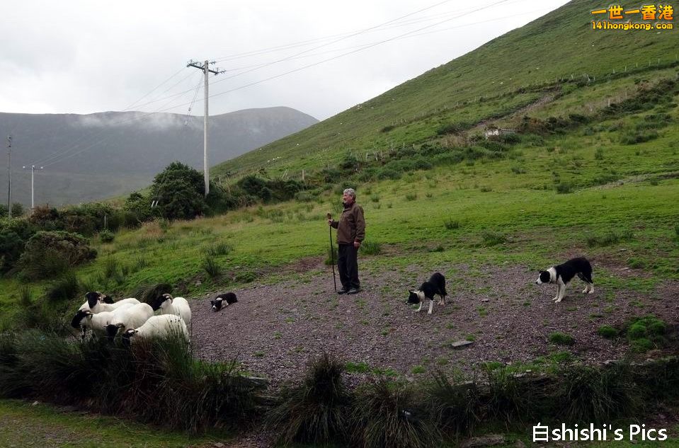 Ring of Kerry - sheepdog demo of herding flocks 3.JPG