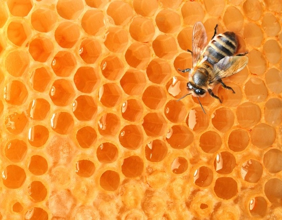 蜜蜂.jpg