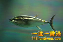 Pacific_bluefin_tuna