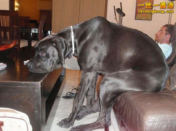 06-Dogs-Cats-Figure.jpg