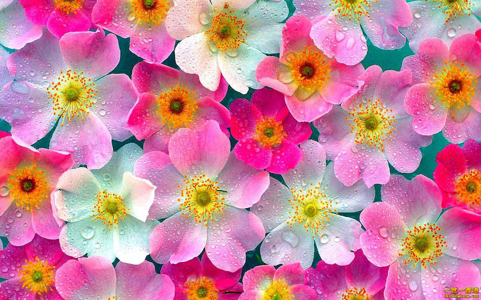 Pink Flowers Wallpapers 01.jpg
