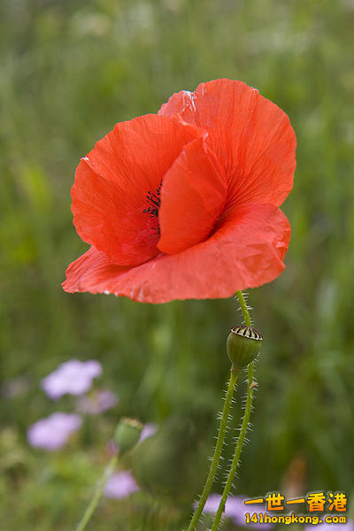 Papaver_rhoeas.jpg