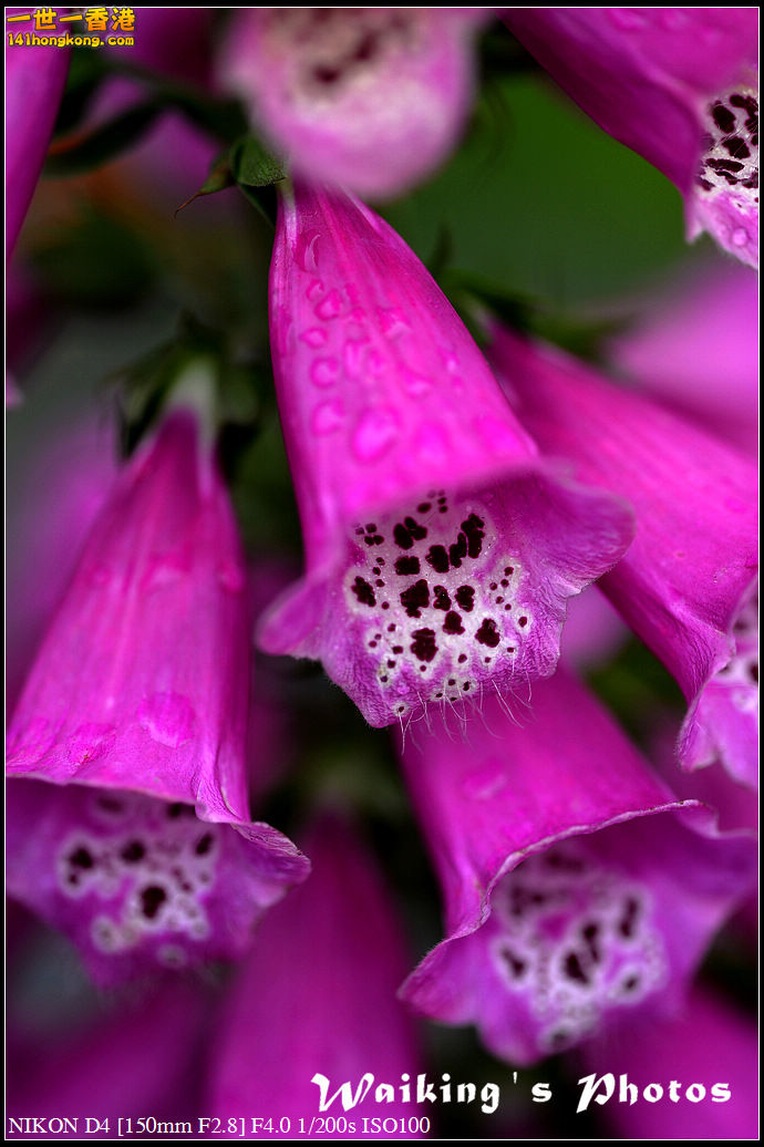 DSC_0582.jpg