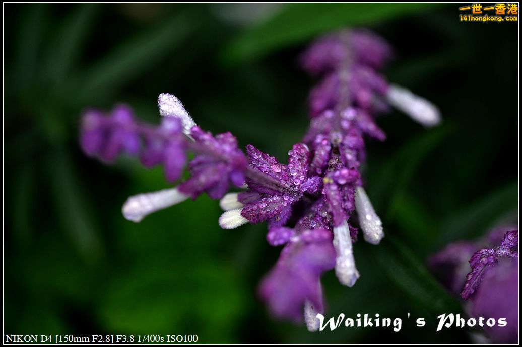 DSC_0586.jpg