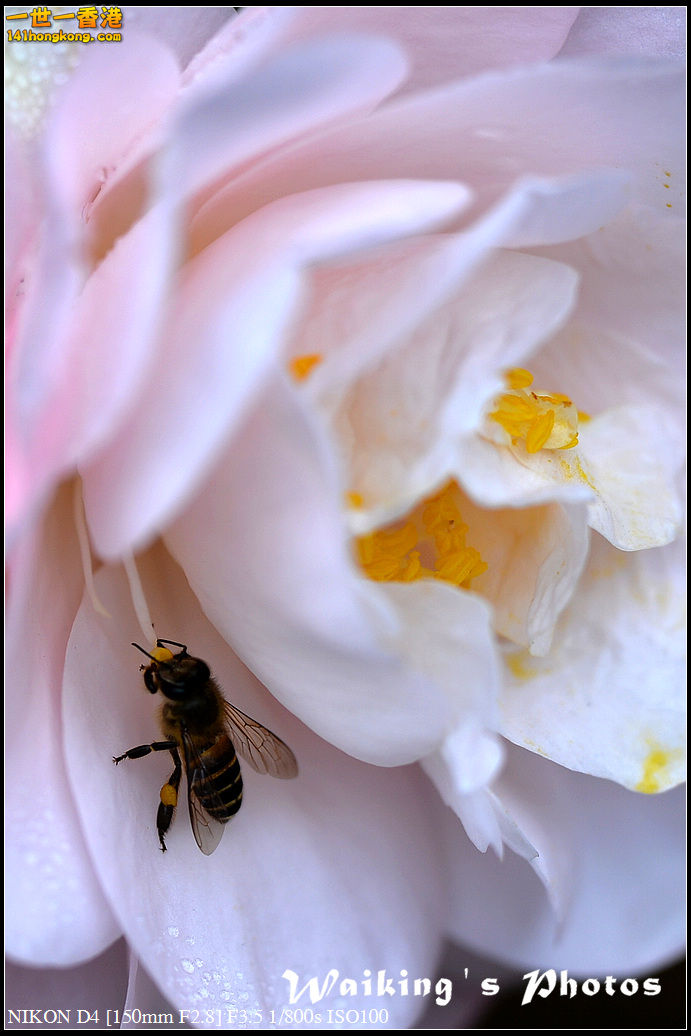 DSC_0603.jpg