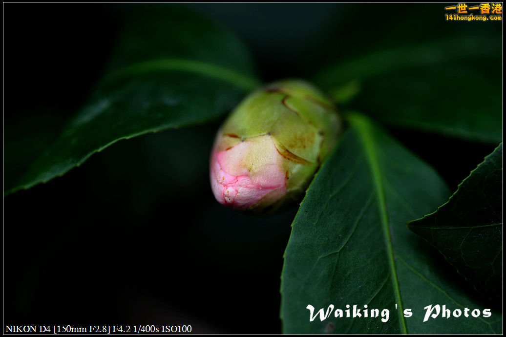 DSC_0624.jpg