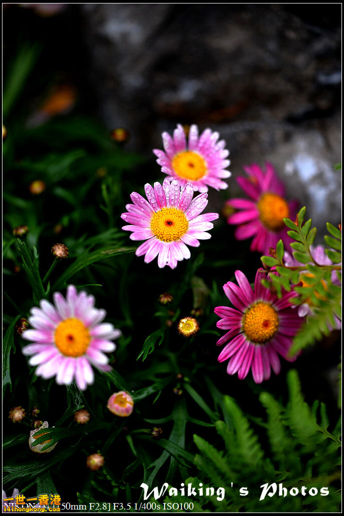 DSC_0631.jpg