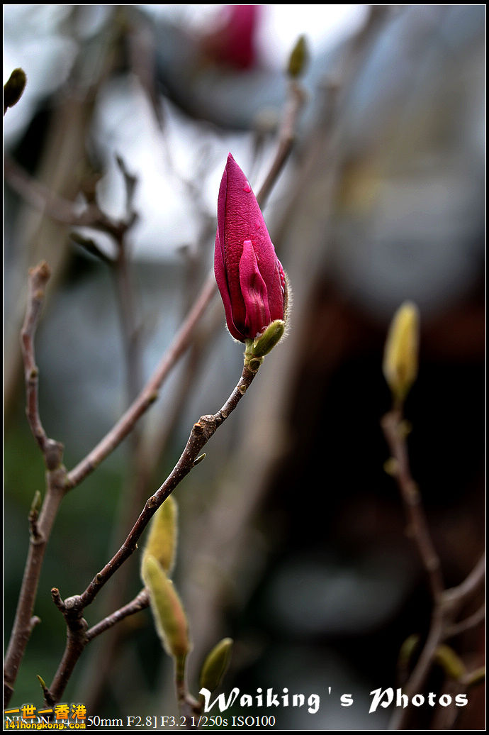 DSC_0633.jpg