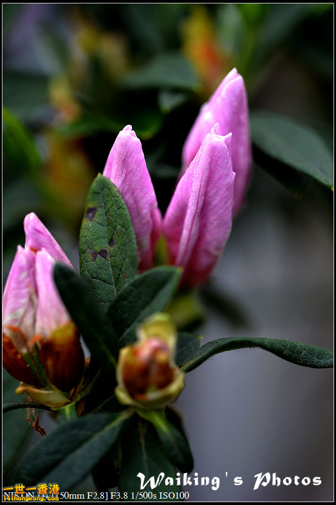 DSC_0648.jpg