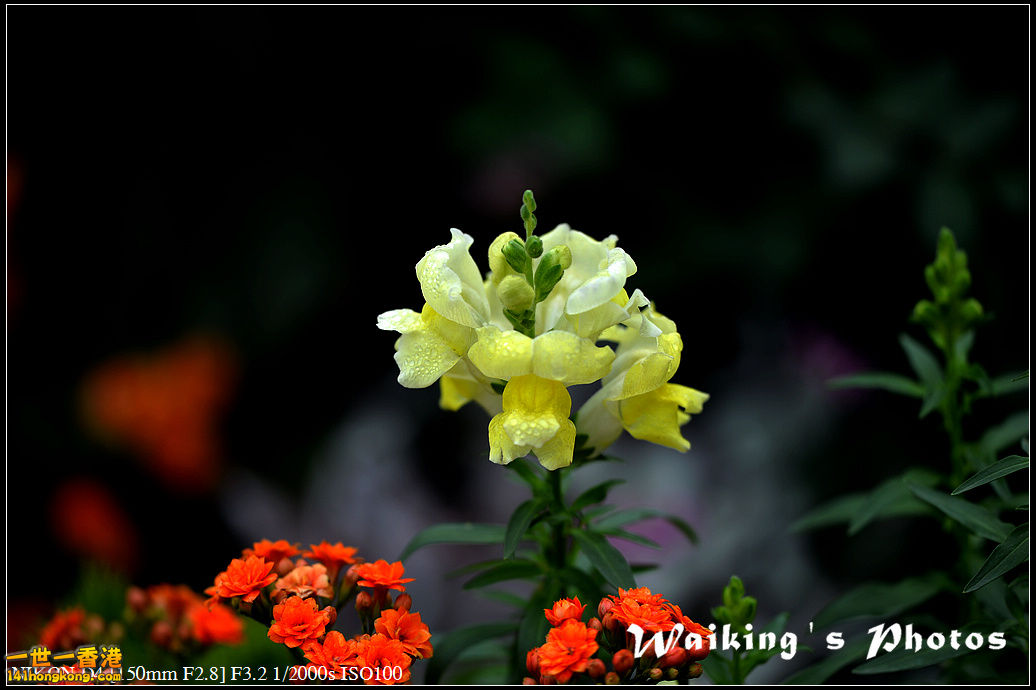 DSC_0659.jpg