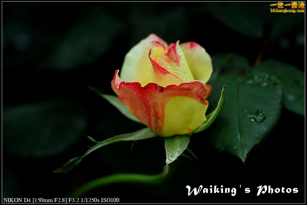DSC_0665.jpg