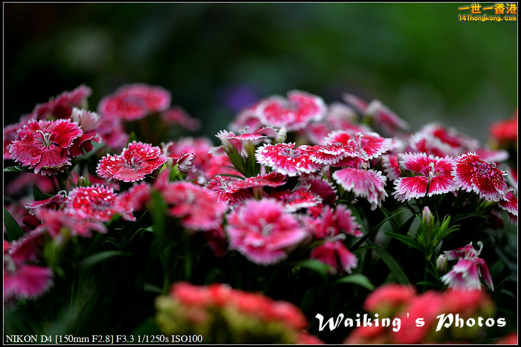 DSC_0666.jpg
