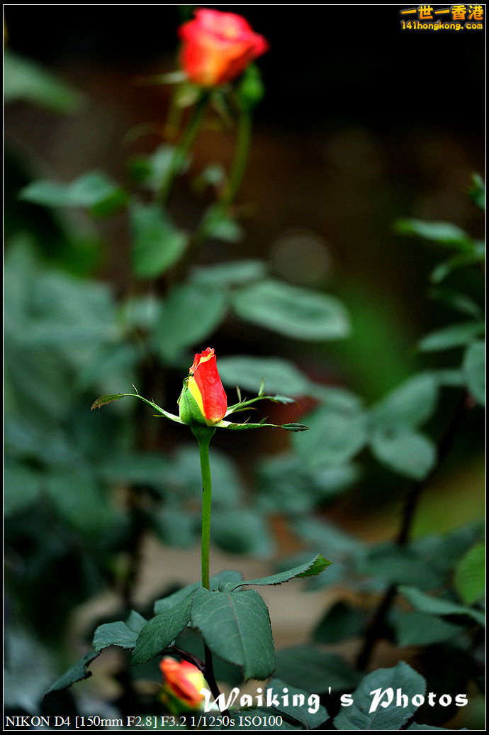 DSC_0667.jpg