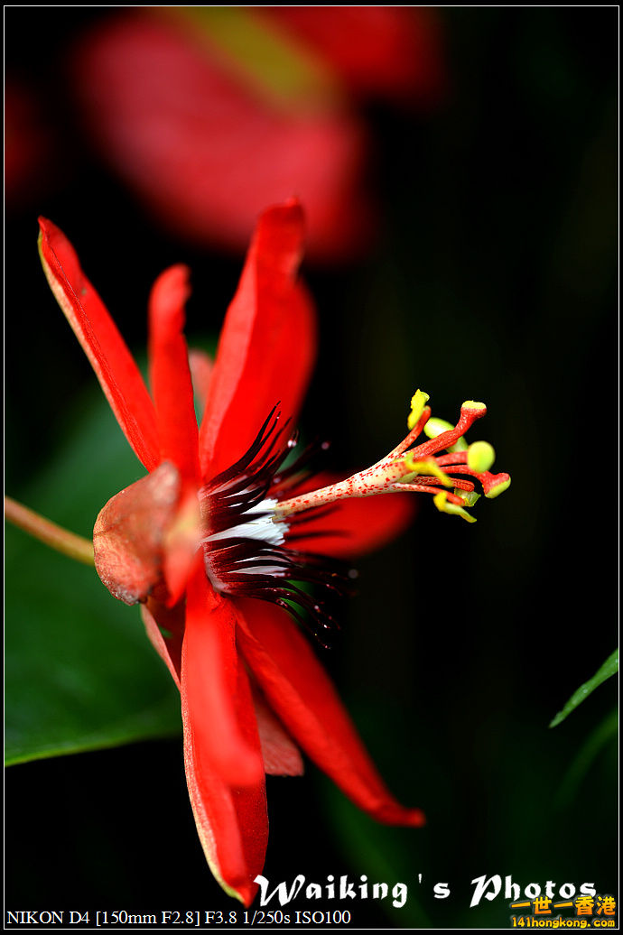 DSC_0726.jpg