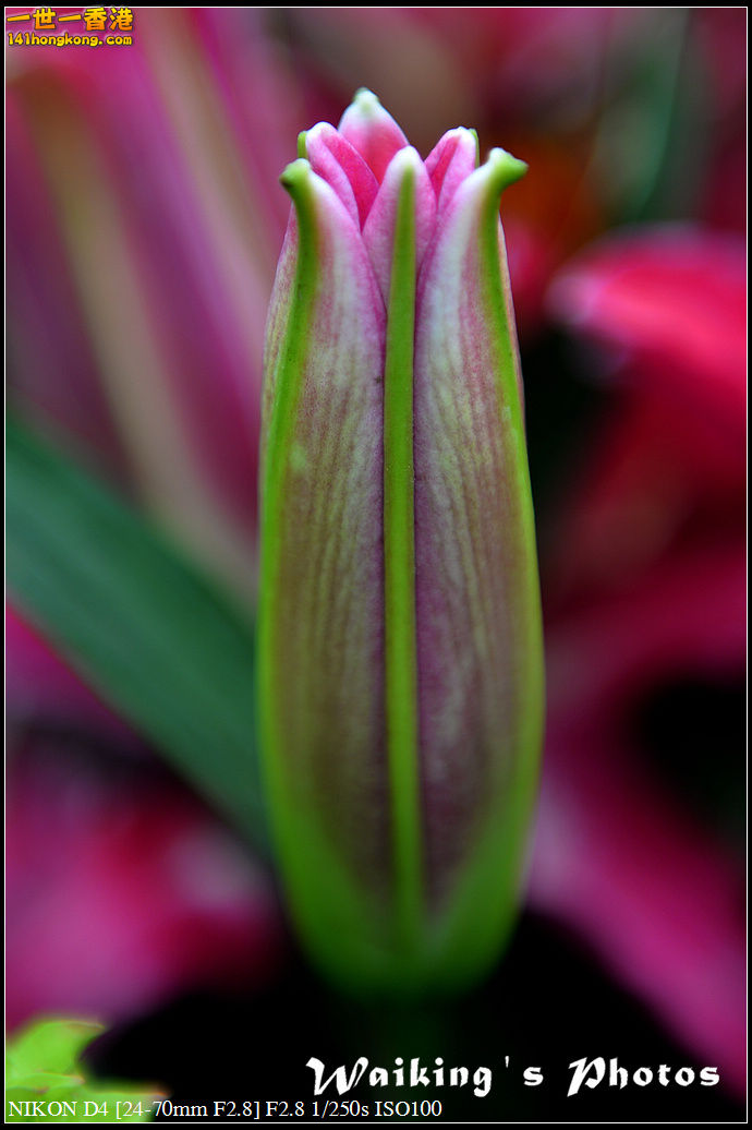 DSC_0766.jpg
