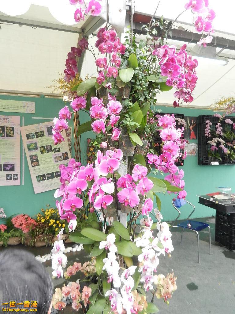 DSCN8606.JPG