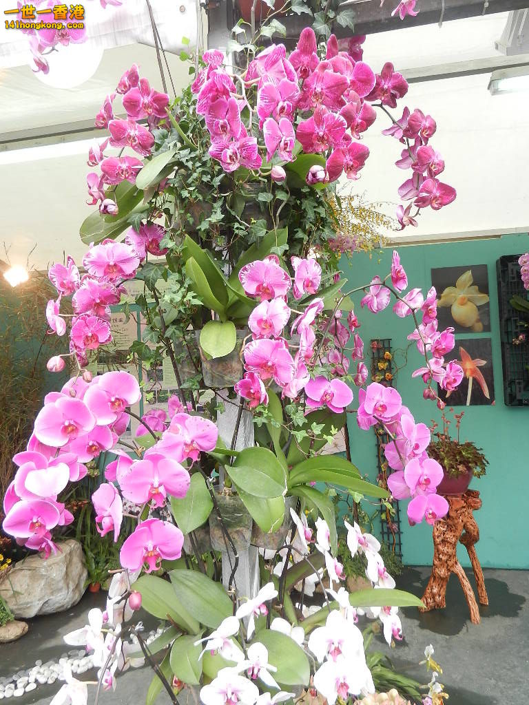 DSCN8607.JPG