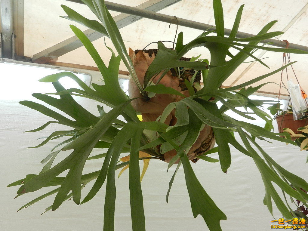 DSCN8686.JPG