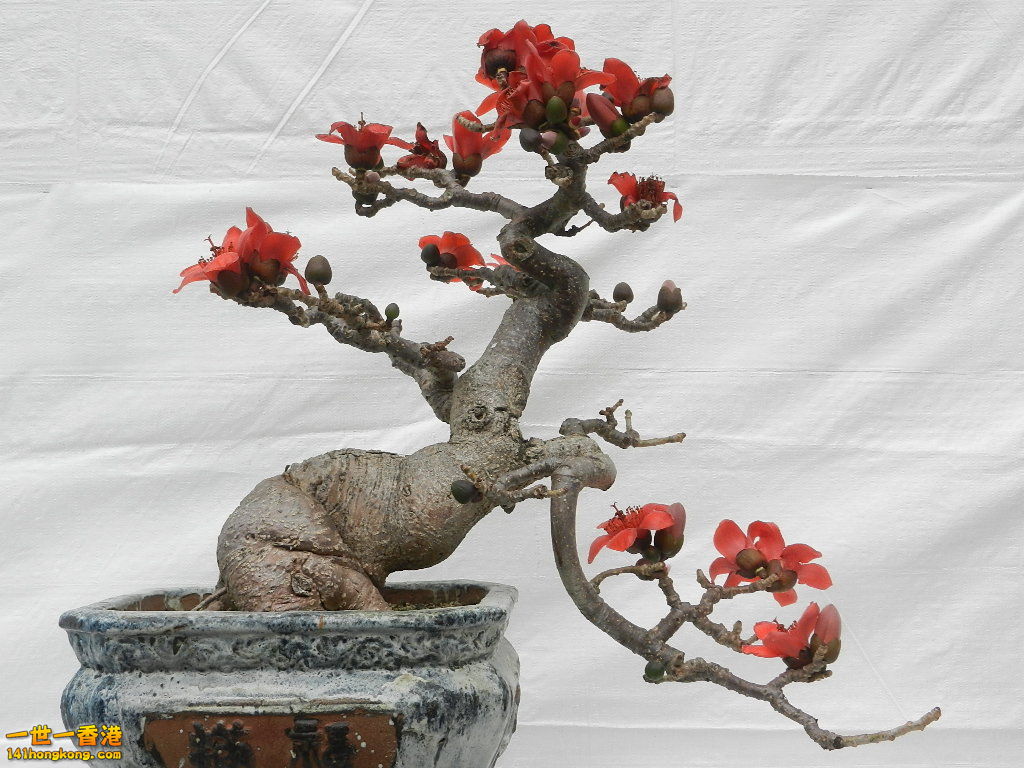 DSCN8630.JPG