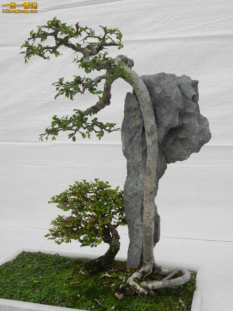 DSCN8633.JPG