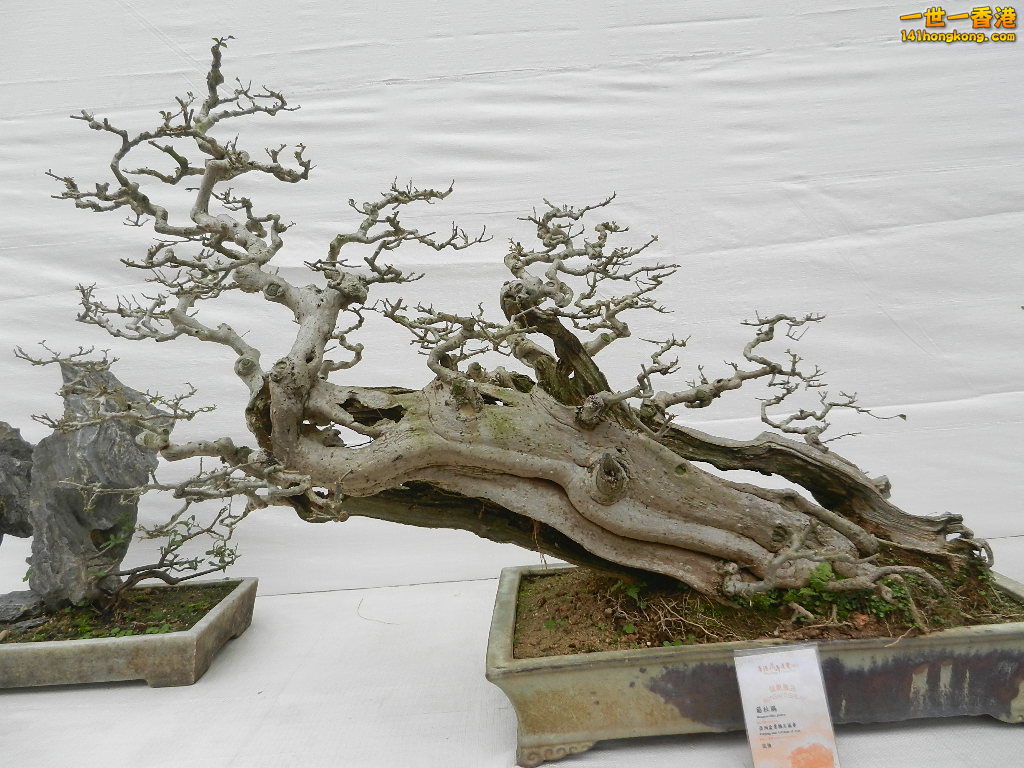 DSCN8638.JPG
