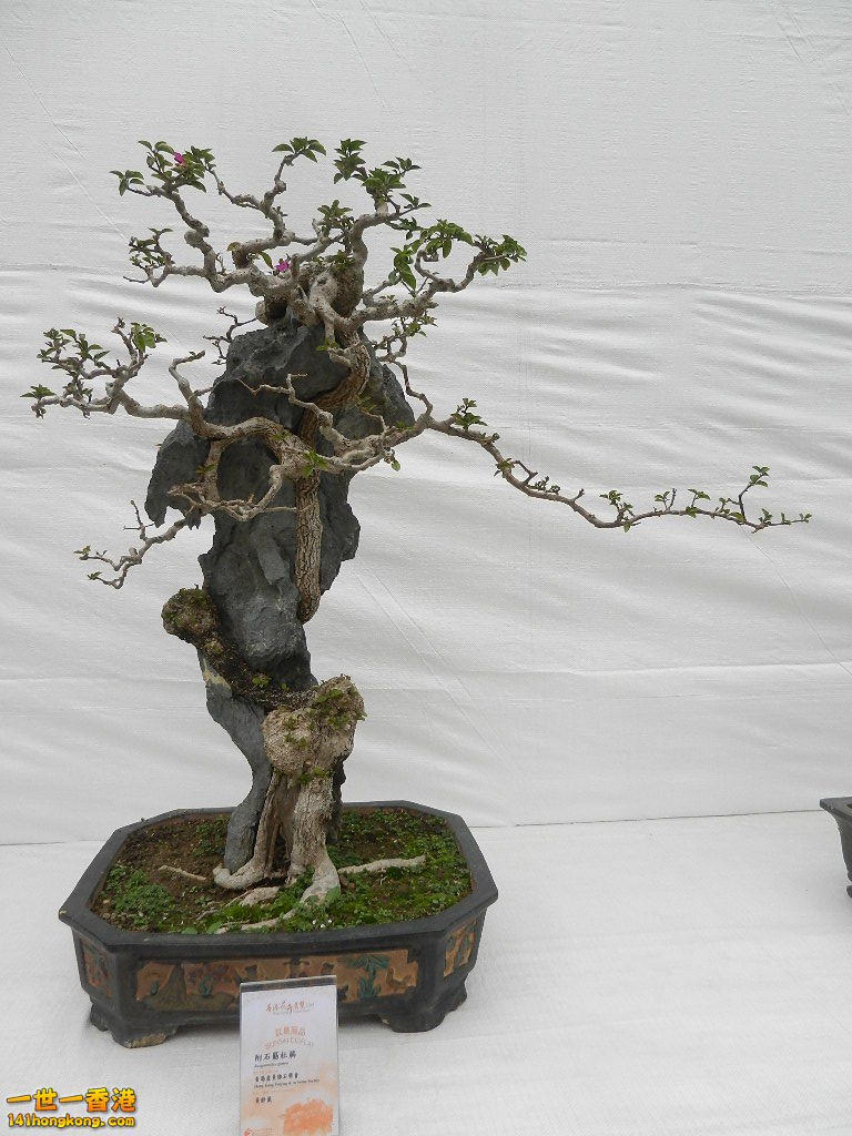 DSCN8639.JPG