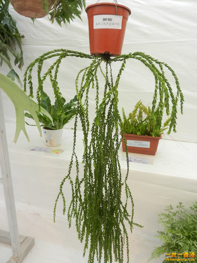 DSCN8684.JPG