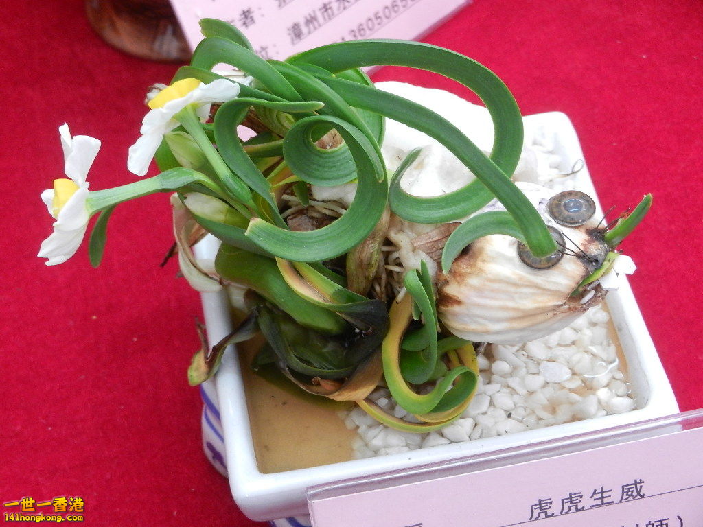DSCN8619.JPG