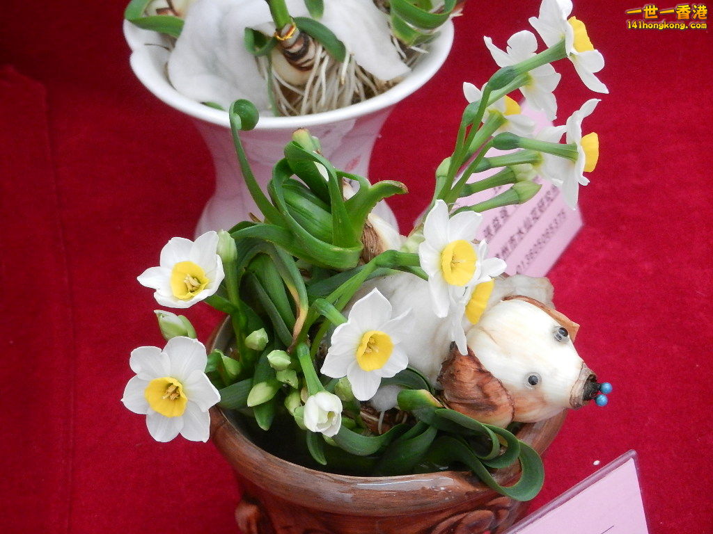 DSCN8620.JPG