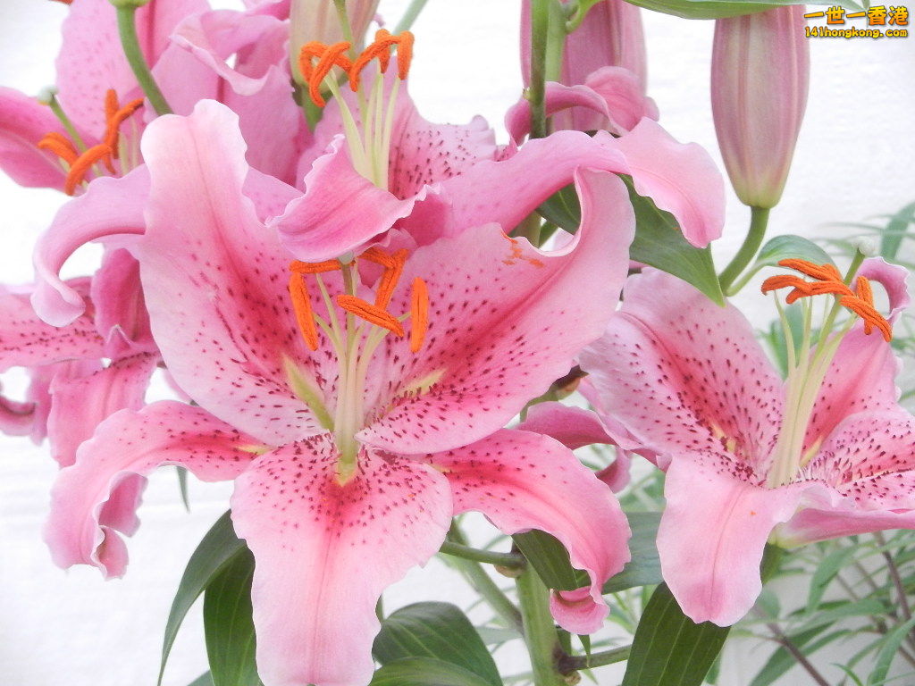 DSCN8670.JPG